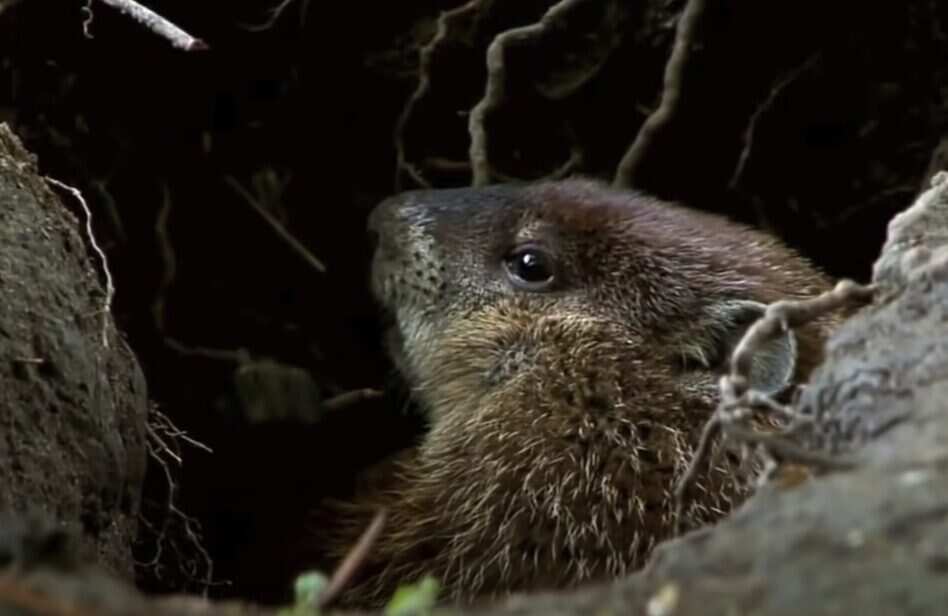 Groundhog Day Origins: Explore Bizarre Historical Roots! – Do You Know